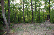common-area-side-next-to-septic-looking-at-front-creek-and-road.jpg