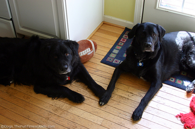 destin-and-tenor-dogs-with-muddy-feet.jpg