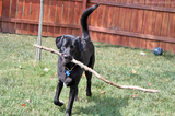 dog-fetches-stick.jpg