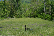 dog-hunting-deer-and-rabbits.jpg