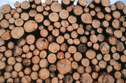 lots-of-logs-bigfoto.jpg