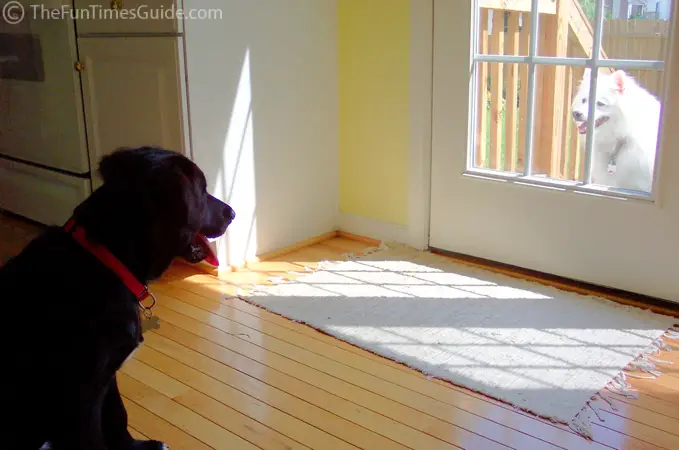 Wooden Floors New Do Dogs Scratch Wooden Floors