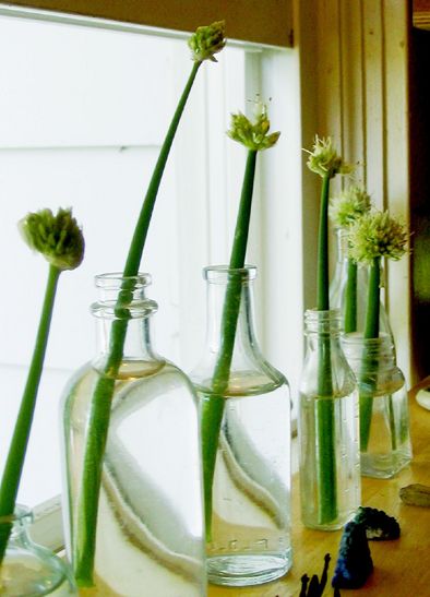 onions-growing-on-windowsill-by-montanaraven.jpg