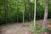 our-yellow-tagged-tree-in-front.jpg