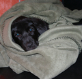 puppy-wrapped-in-a-blanket.jpg