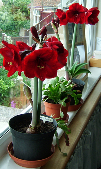 red-amaryllis-flowers-by-Aqua-Marina.jpg