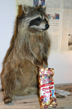 No, this isn't Malcolm... this is Steve... the Rocky Top raccoon!