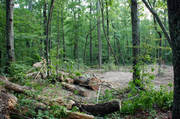 standing-far-left-near-start-of-logging-road-looking-right.jpg