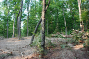 standing-far-right-looking-left-to-start-of-logging-road.jpg