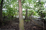 If ever there were swampland in Tennessee... we found it! The fact of the matter is Lake Barkley meets the property line at a part where the water is pretty much inaccessible.