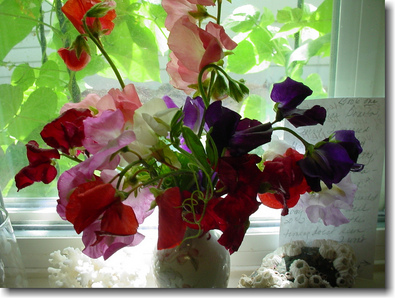 sweet-peas-on-windowsill-by-bahai-views-flitzy-phoebie.jpg