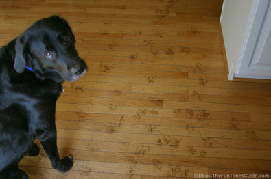 tenor-dog-left-muddy-paw-prints-on-hardwood-floors.jpg