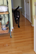 tenor-dog-running-on-hardwood-floor.jpg