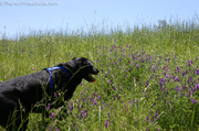 tenor-panting-walking-up-hilly-field.jpg