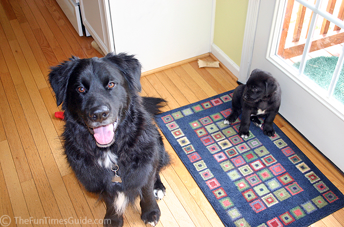 Dogs and Hardwood Floors: An Unnatural Combination – Furtropolis