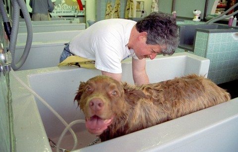 dog-groomer-bath