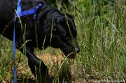 dog-walking-through-tall-field-grass.jpg