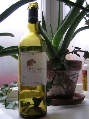 fun-colorful-wine-bottle-and-plant-by-heatherkaiser.jpg