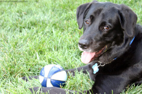 our-black-lab-great-pyrenees-dog