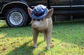pig-statue-wearing-a-hat.jpg