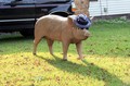 pig-yard-art-with-hat.jpg