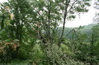 storm-damaged-tree.jpg