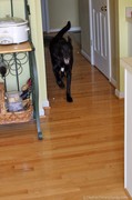 tenor-dog-running-on-hardwood-floor.jpg